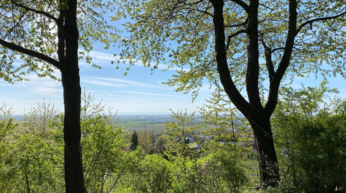 Eidechsenprojekt GoldbeckSolar-15