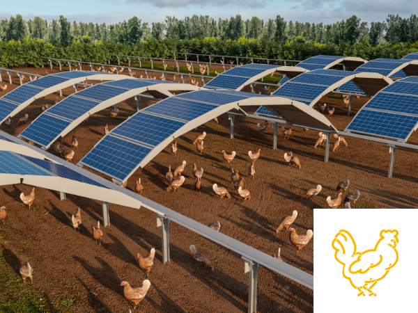 Mehrere MarcS-Bögen, darunter suchen Hühner Schutz vor der Sonne.