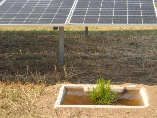 Natur und Solarpark in Harmonie